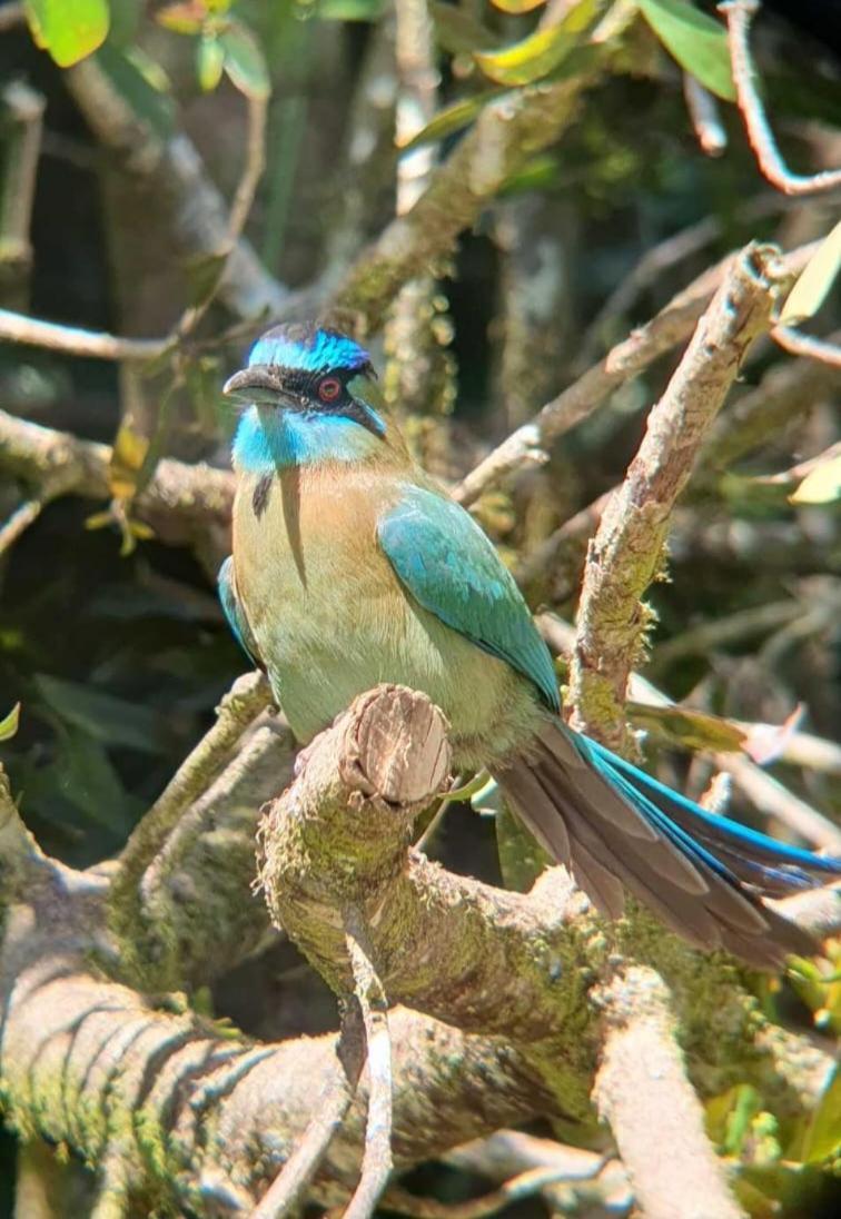 El Chaguite Monteverde Dış mekan fotoğraf