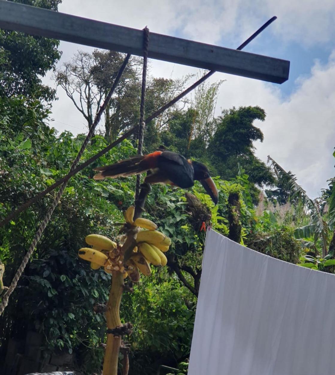 El Chaguite Monteverde Dış mekan fotoğraf